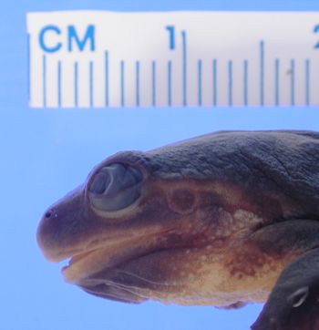 Media type: image; Herpetology A-51872